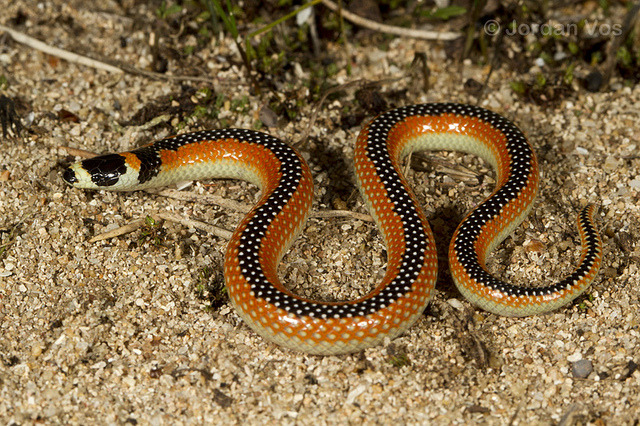 Nature And More: Black-striped Snake (western Black-striped