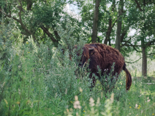 klaasfoto:Hide and Seek, 2016I tried to teach the herd how...