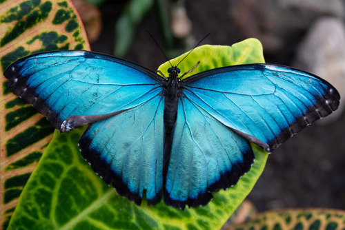 Blue Morpho Butterfly byMichael Oimoen