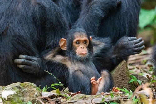 funnywildlife:Squee!!This Is Why #RememberingGreatApes...