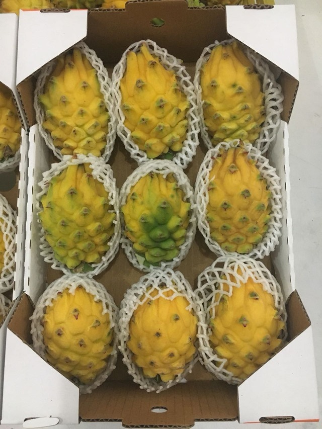 Hong Kong Fruit Supplier — Colombian Yellow Pitahaya ready ...