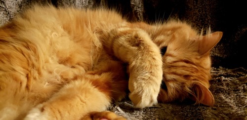 pabuthefirecat