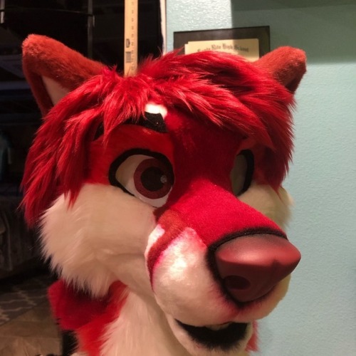 Foxy is so cute! #fursuit #furry #mfy #madefuryou...