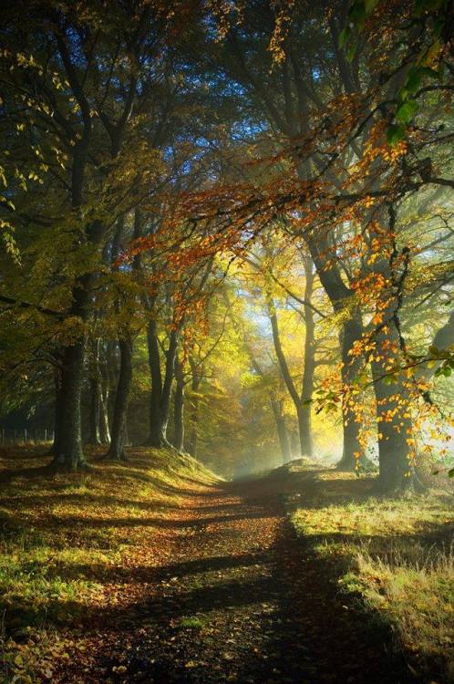 Path through autumn woods …