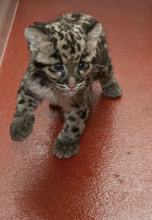 awwww-cute:An adorable rare clouded leopard cub!