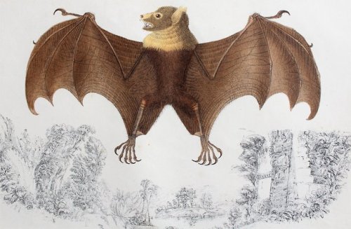 Fruit Bat Copperplate engraving, c. 1850, via Ghost Era Antiques