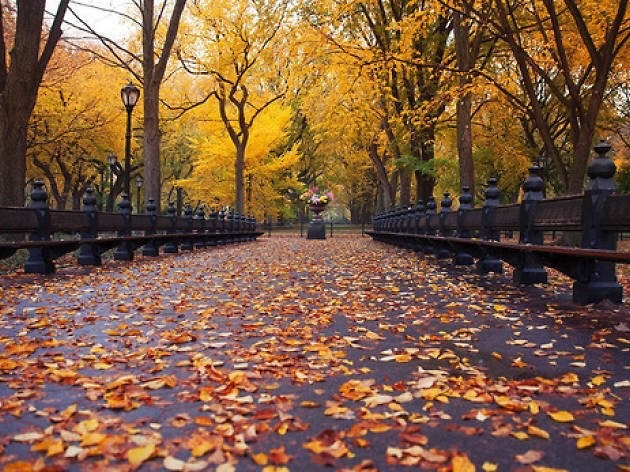 It’s Fall Season In Central Park By @timeoutnewyork