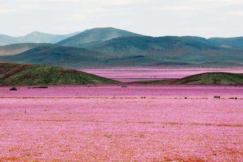 pleoros:Atacama desert by Mario Ruíz.