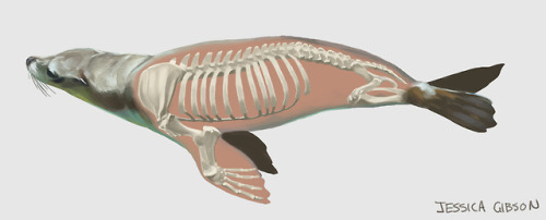sea creatures seal sealion creature anatomy animal art animals