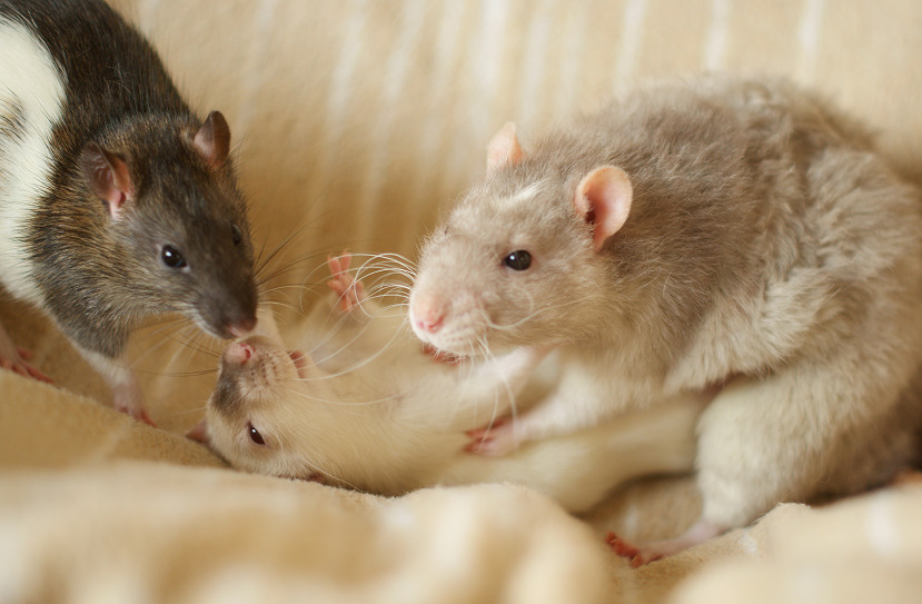 Adult Male Rats 11