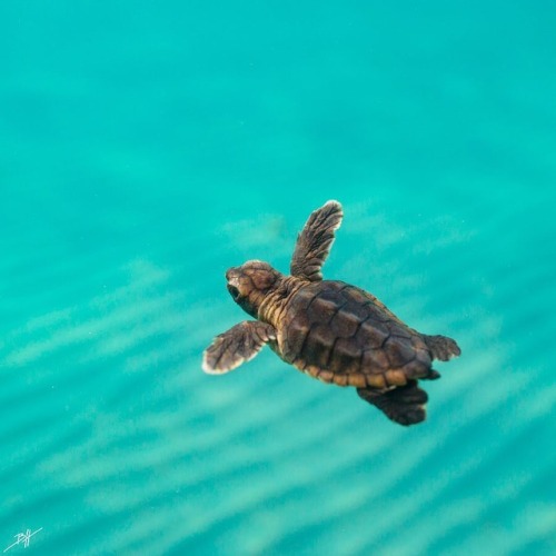 Turtles | Tumblr