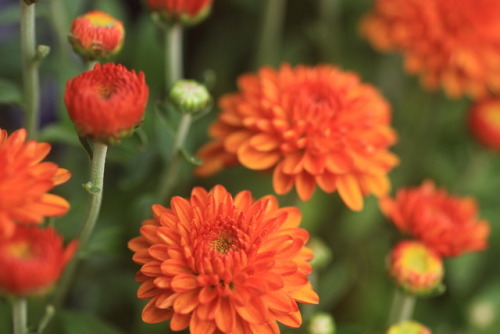 burgandylynnphotography:flowers of autumn 