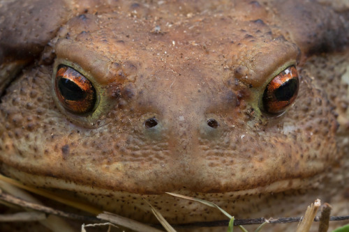 toadschooled:This female European common toad [Bufo bufo]...