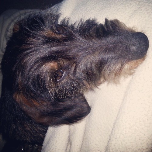 <p>when its cold and wet outside sometimes its just best to snuggle up with your #dachshund under your favourite blanket <br/>
#dogsofinstagram #dachshundsofinstagram #wirehaired #Weiner #winter #autumn</p>