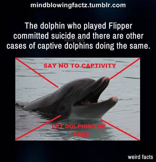 dolphin facts