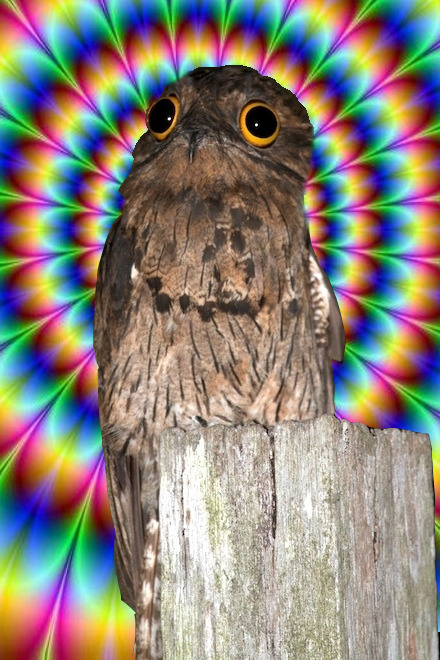 potoo bird on Tumblr