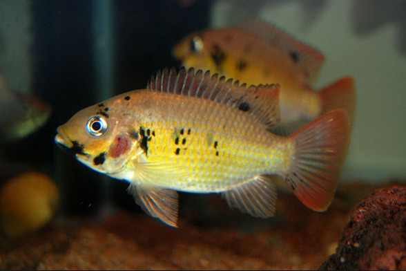 The Brackish Tank • Blackchin Tilapia Genus: Sarotherodon Species:...