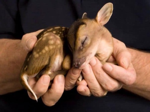 animals baby animals cute animals palm of your hand babies cute adorable F.A.S adorable tiny animals Tiny Animals wild animals