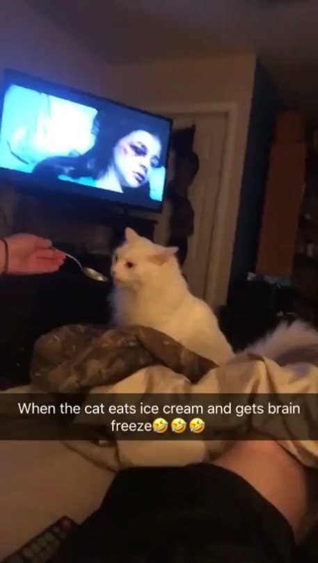 r/funny - Cat gets brain freeze