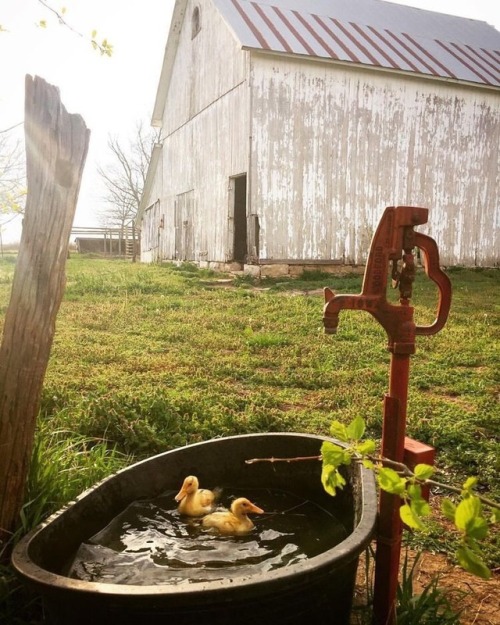 acountrygirlblog:Farm life