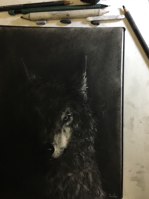 wolf wolves charcoal charcoal drawing drawing nature wildlife bc british columbia bc wolves stop the killing animal animals animal drawing black and white light and shadow art artists on tumblr artist of the week artist of the month my artwork my art sketchbook sketch lonewolf misunderstood howl howling wwf fionatangart