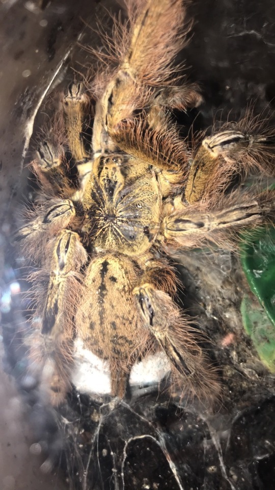 My Tarantulas — My feather leg baboon (s.calceatum ...