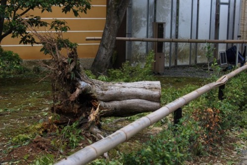 chitaka45:地震後 金閣寺早朝からすばやい復旧作業で拝観できたKinkakuji temple after...