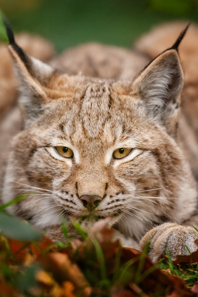 Hi. My name is Angie 😊🐺💖 — beautiful-wildlife: Lynx by Naturfotografie