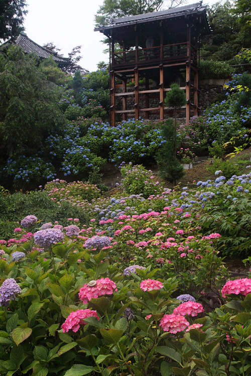 floralls:(via 2014-06-18 - 92san-photo album 京都の四季)