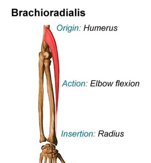 Brachioradialis is a muscle that we don’t think...