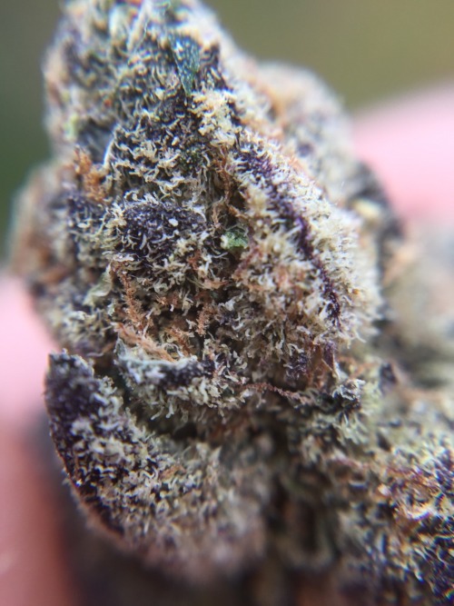 veraisastoner:Some more cookies macros