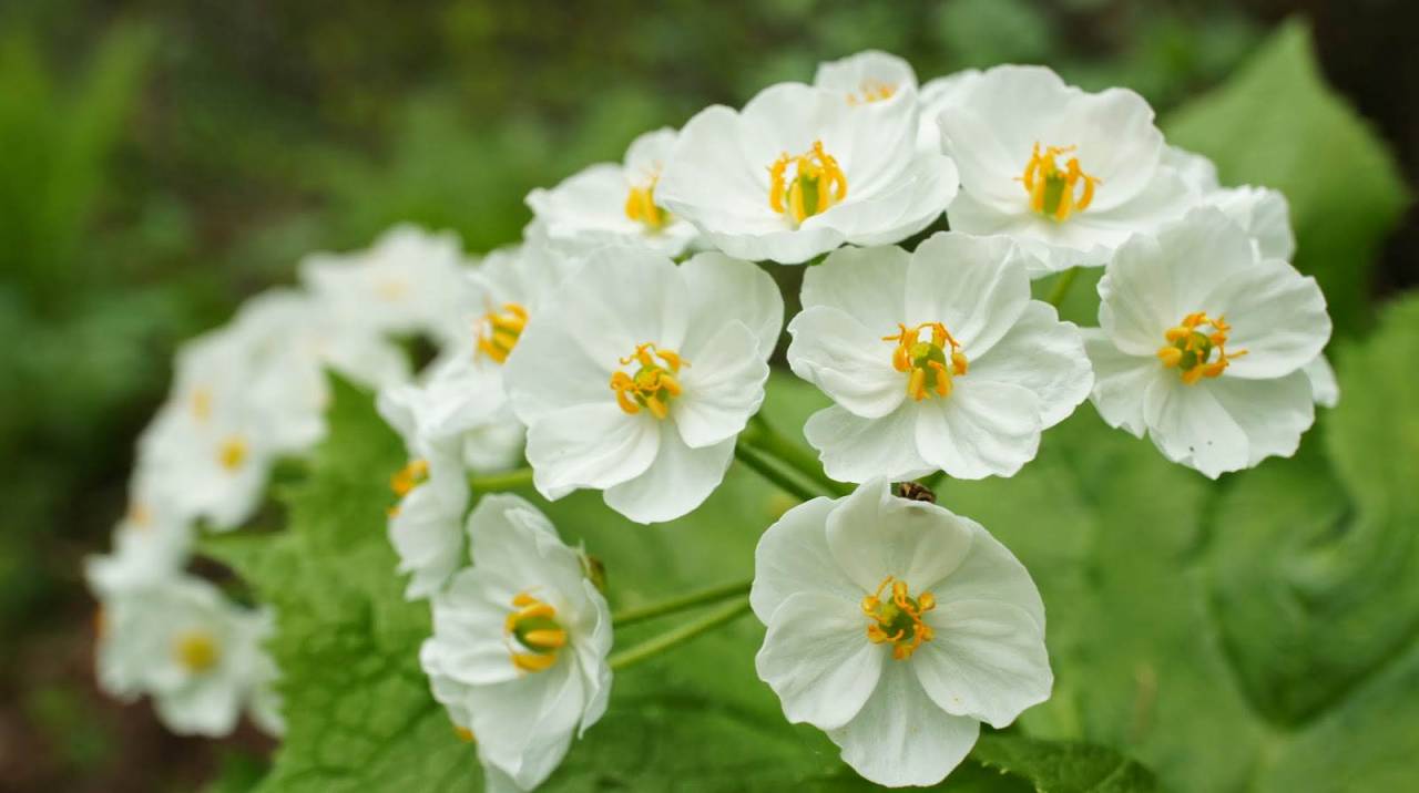 Kết quả hình ảnh cho Diphylleia grayi