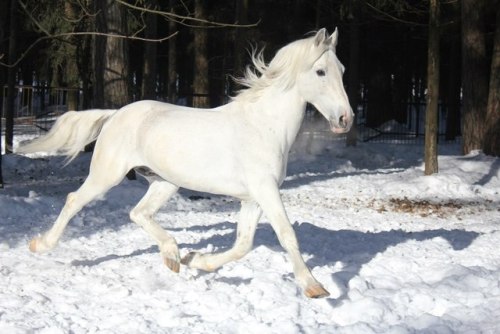 orlovtrotter:Orlov Trotter stallion Kostyor (”Bonfire“)