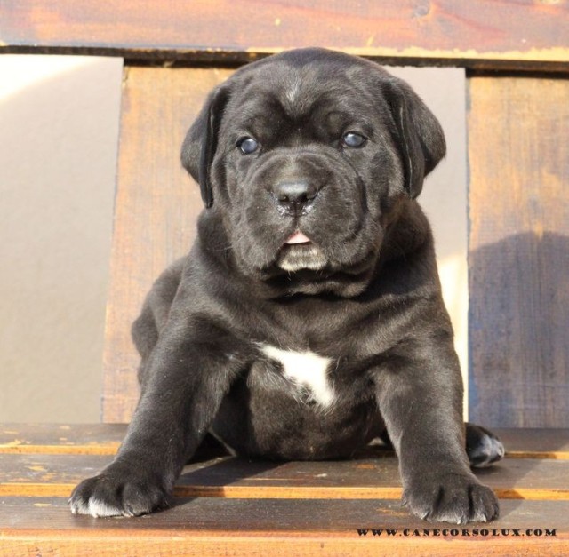 canecorsopuppy on Tumblr