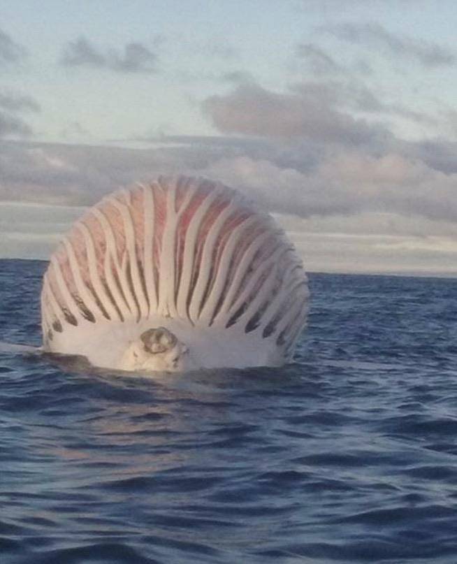 List 99+ Images what does the inside of a whale belly look like Updated