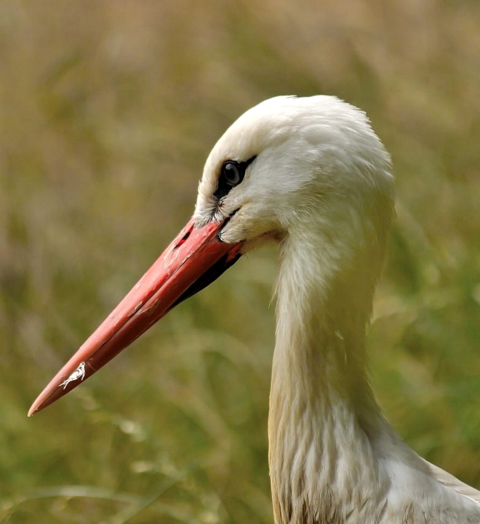 Oiseaux Birds