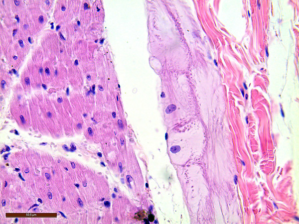 Histo Duesseldorf