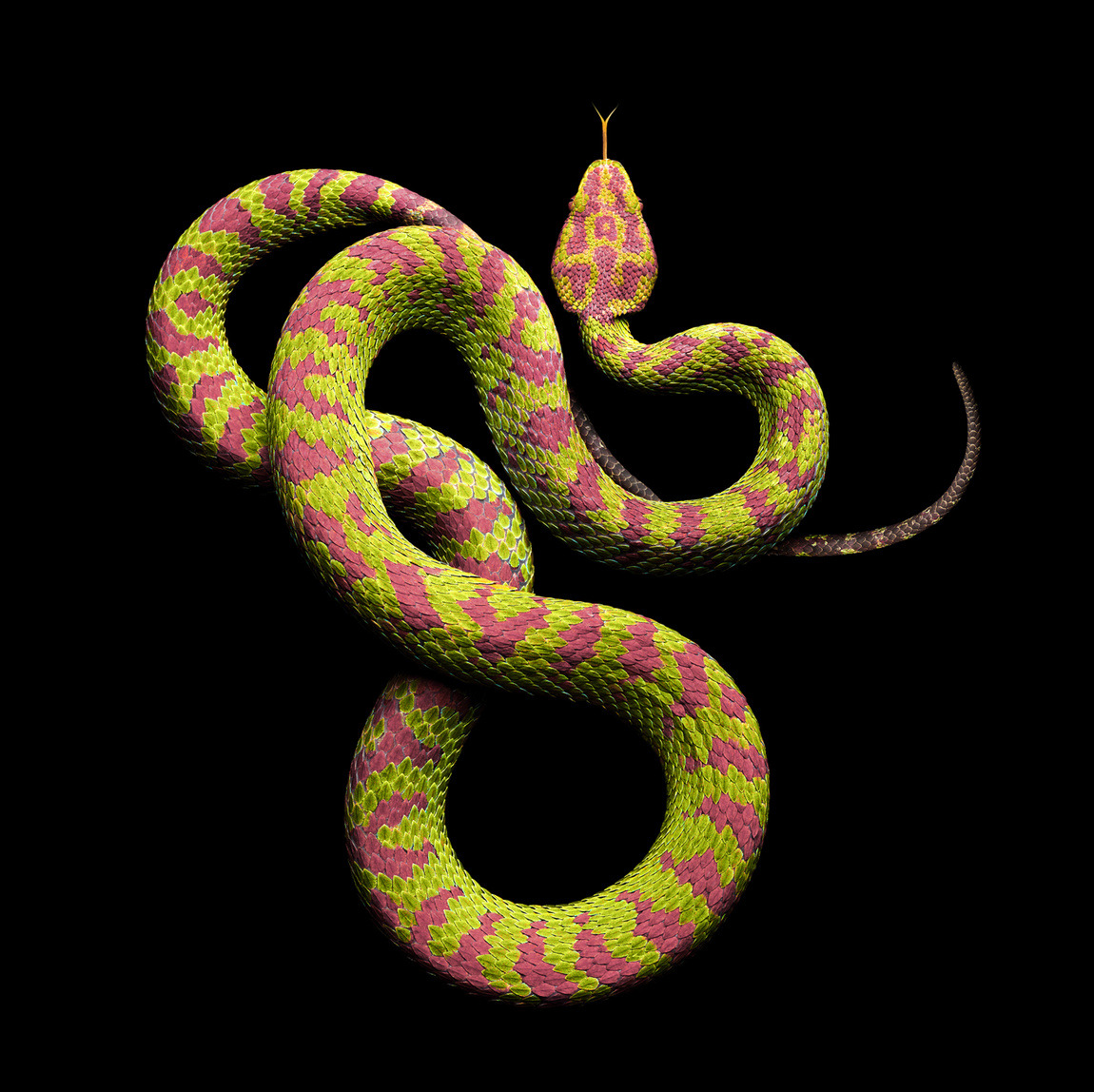 Mark Laita (American, b. 1960, Detroit, MI, USA, based Los Angeles, CA, USA) - Philippine Pit Viper (Trimeresurus Flavomaculatus) Photography