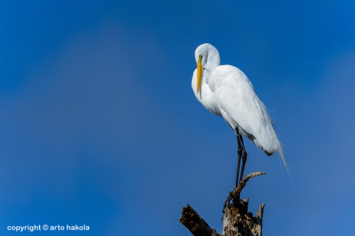 superbnature:ardea alba, great egret by hakoar