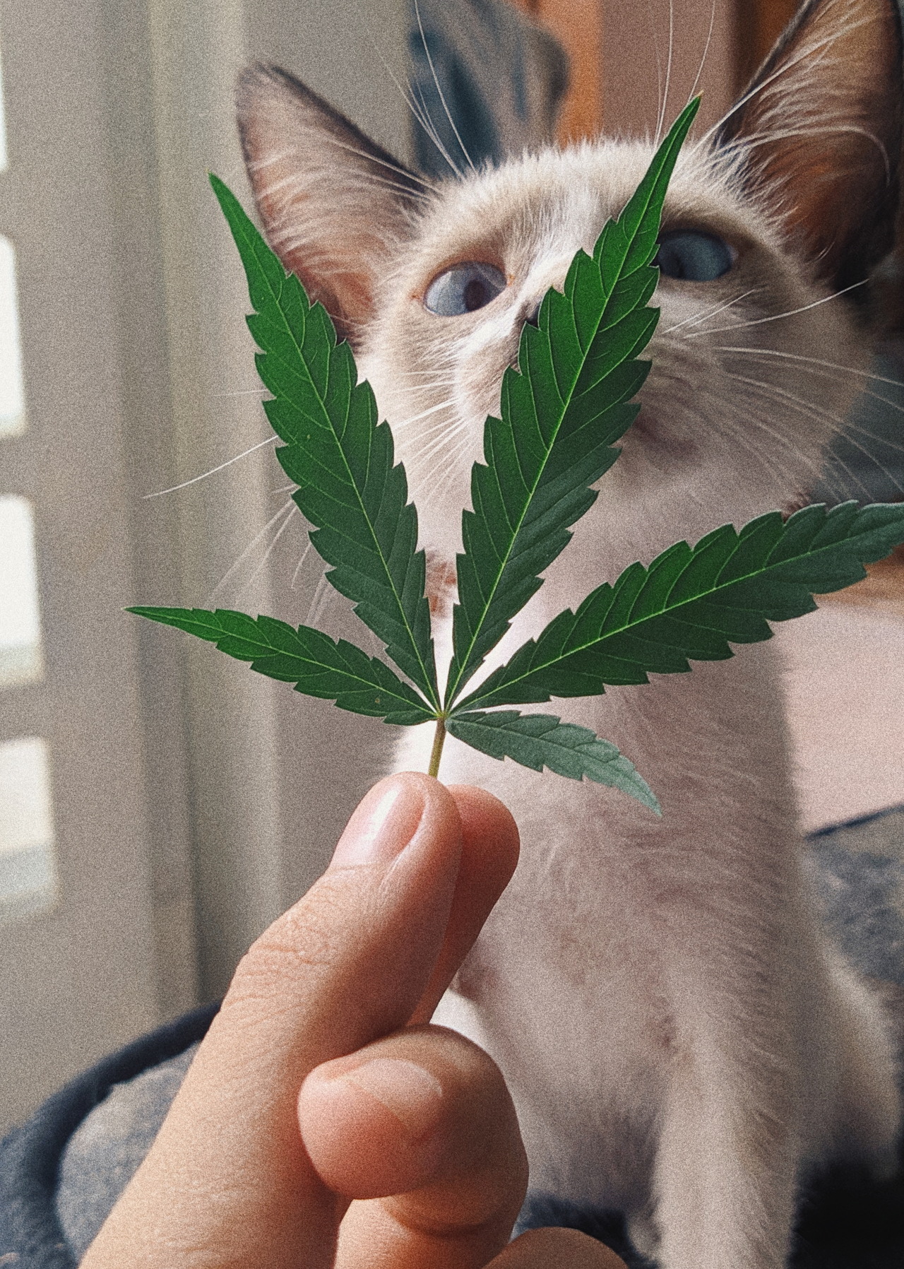 Cats Smoking Weed Tumblr