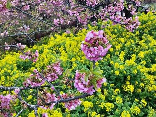 jasmine7031:cherry blossoms and canola flower were full bloom...