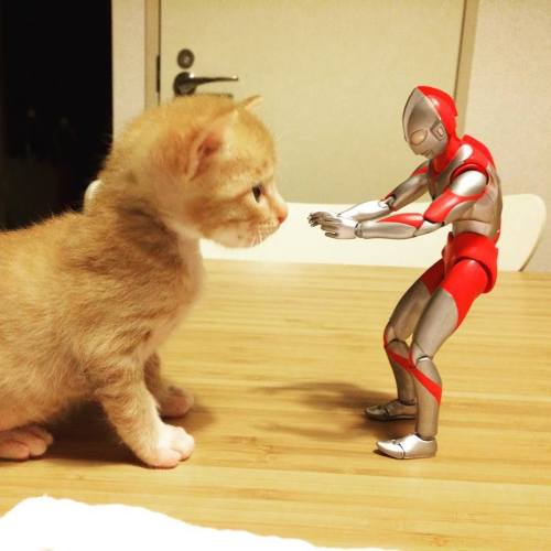 catsbeaversandducks:When Ultraman isn’t fighting bad guys, he’s...