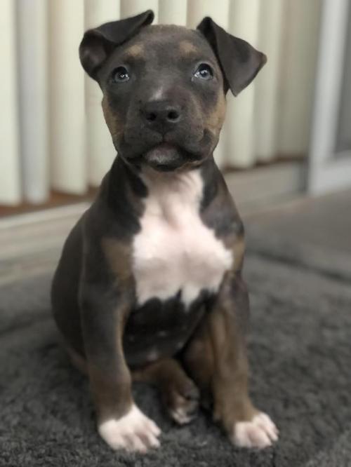 simplycute