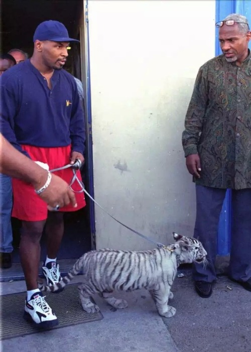 mike tyson's tiger | Tumblr