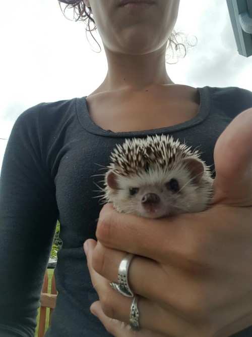 mylovemymadness:I take better selfies of hedgehogs than I do of...