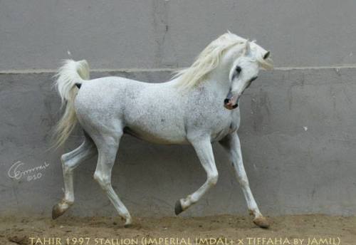 arabian arabian horse arab arab horse asil asil arabian grey gray trot stallion tahir 1997 Ariely Arabians Israel
