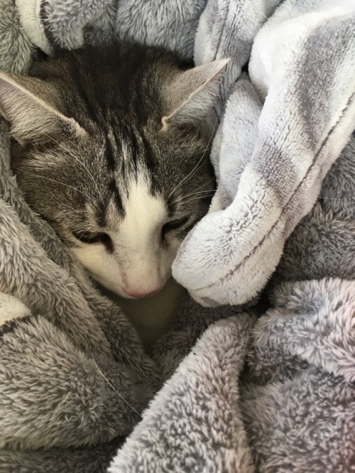 catsuggest:Samson suggest: hide from vet in snuggle rug