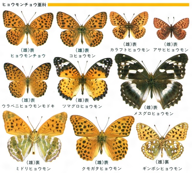 Bugs of Japan — Butterfly ID sheet (Nymphalidae, polyura