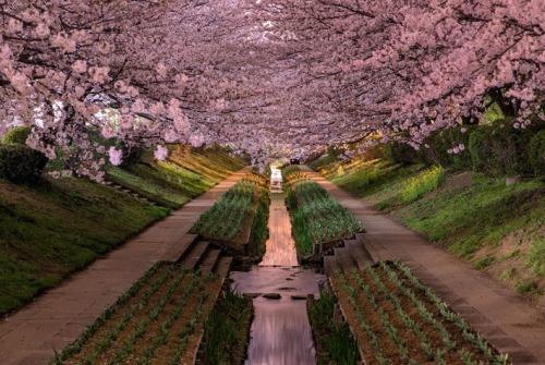 mohandoshi:CHERRY BLOSSOMS - YOKOHAMA