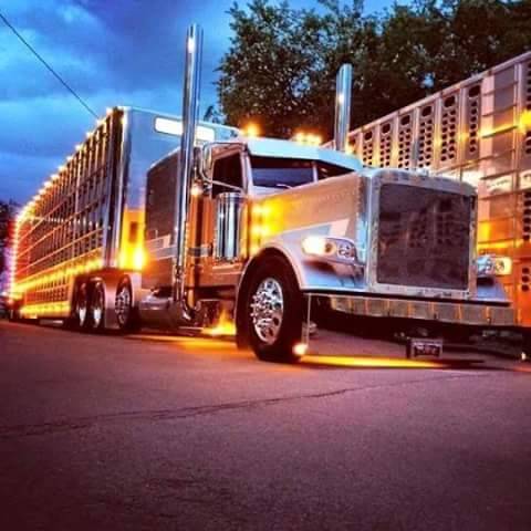 Semitrckn — Peterbilt custom 389 bull hauler